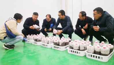 安徽芜湖市种子站调研指导食用菌用种安全工作