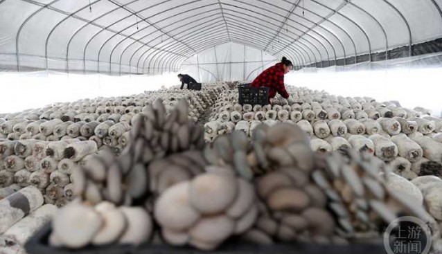 重庆黔江区：食用菌年产值达5000多万元