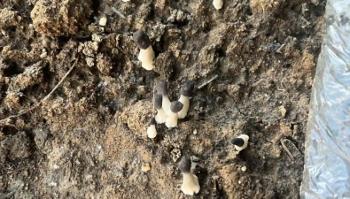 新疆澤普縣：羊肚菌“種”出致富新希望