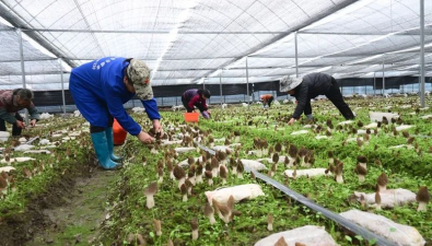 江西安福县：洋门乡构建羊肚菌全产业链