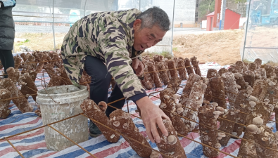 江西吉安縣：“小菌棒”種出“大希望”