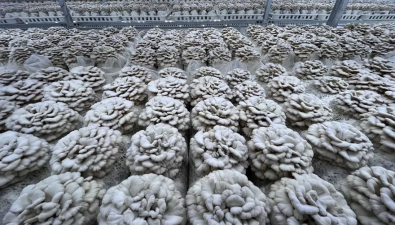 贵州大方：成功驯化栽培食药兼用菌 填补国内市场空白