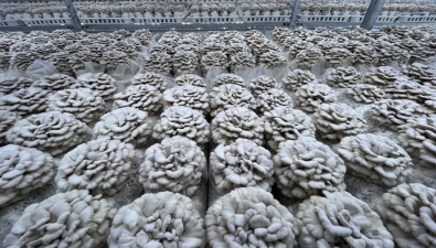 貴州大方：成功馴化栽培食藥兼用菌 填補國內市場空白