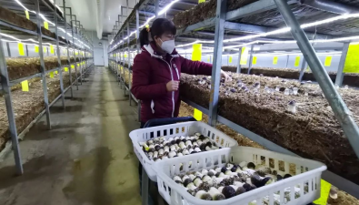 湖北武汉：珍稀食用菌示范园带动村民增收