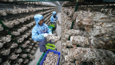 浙江慶元：2023年食用菌種植量約1.28億袋 產值6億元