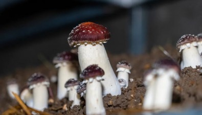 上海：崇明區首批大球蓋菇即將上市