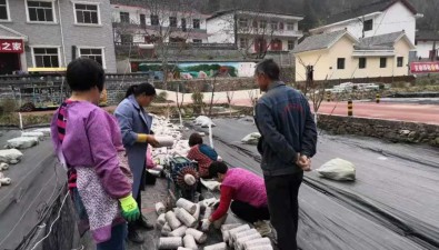陜西柞水：金米村木耳智能化種植水平邁入全省“第一方陣”