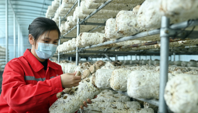 維拓生物：生產菌棒130萬棒，積極建設三產加工基地