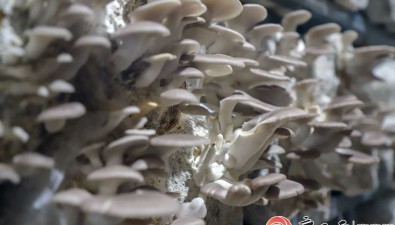 廣西象州：秀珍菇住進“空調房”