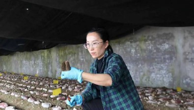遼寧大石橋：智慧農業園區反季、順季羊肚菌種植帶動農戶致富