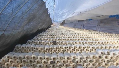 遼寧黑山縣：連屯村小蘑菇撐起“致富傘”