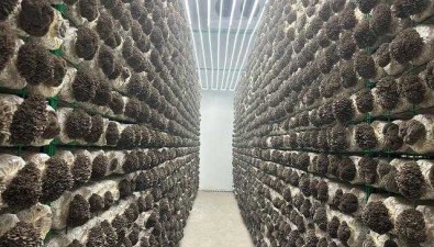 興義市食用菌產業園：2023年灰樹花產值約1080萬元