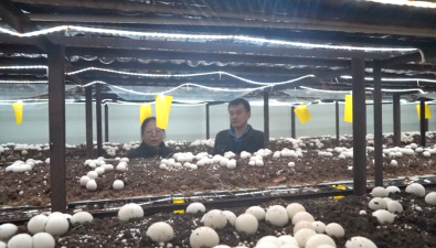 福建將樂：首創紅托竹蓀工廠化立體栽培新模式