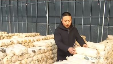 物聯網智能溫室香菇基地，初步實現智能種植