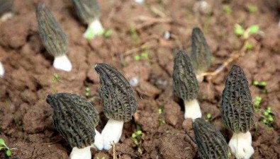 云南會澤縣：樂業鎮羊肚菌提前2月上市，為春節添“鮮”
