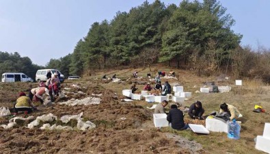 贵州百里杜鹃：天麻育种基地种子产量达2万斤左右