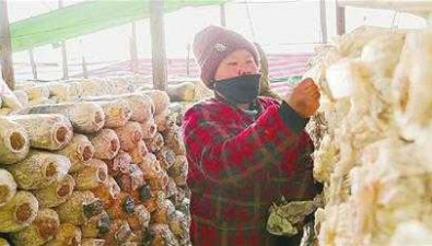 黑龙江黑河：蘑菇大棚采摘忙