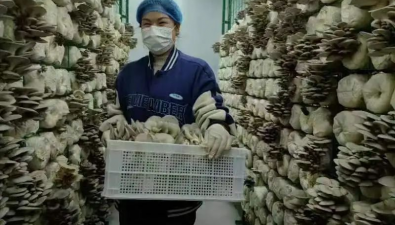 湖南君山：芦苇秸秆应用在袖珍菇生产中，实现种植草本化