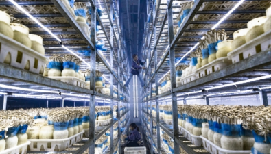江西省樂平市：新建食用菌種植加工基地項目