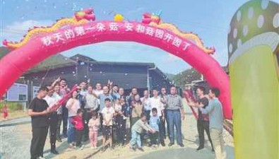 江西上猶縣：安和鄉食用菌產業一年四季不空棚，價值翻倍！