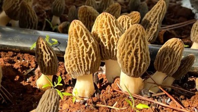 云南永勝縣：林下食用菌產(chǎn)業(yè)蓬勃發(fā)展