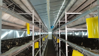 浙江省平湖市：羊肚菌智能化生產獲突破 收益可觀