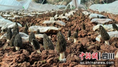 四川宜宾：柳嘉村羊肚菌产业收益超300万元