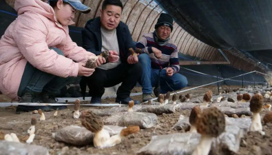 新疆吉木薩爾縣：閑棚變“金棚” 實現(xiàn)羊肚菌錯峰上市