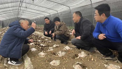 成都綜合試驗站開展羊肚菌種植防寒潮應急服務
