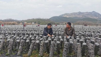 末琳家庭農場：16萬棒木耳已采摘四茬