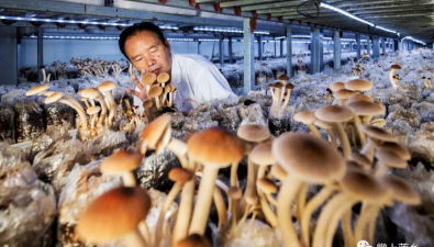 江西广昌：打造南方珍稀食用菌产业孵化基地