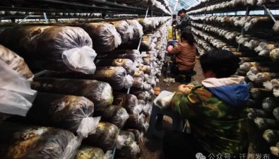 庚水眾盛食用菌基地：全面投產后將年產香菇5000噸