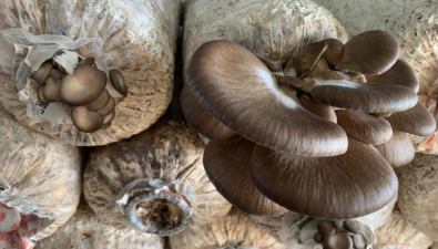 安徽利辛县：江集镇家庭农场温室大棚蘑菇将采收到4月