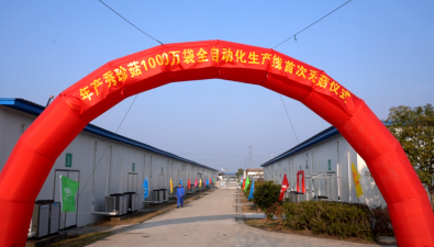 秀珍菇新鮮上市！從南陵銷往上海、南京、杭州……