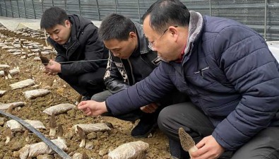 貴州思南縣：技術人員為羊肚菌產業注入“強心劑”