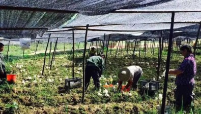 田品食用菌合作社：從田間到直播間，創新營銷新模式