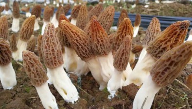 四川通江縣：以農業園區為抓手，發展食用菌產業