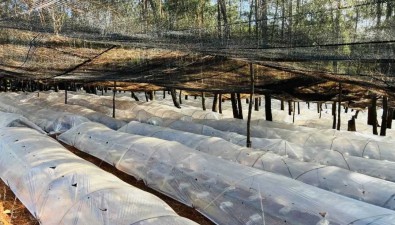 云南永勝縣：推廣林下食用菌種植受市場青睞