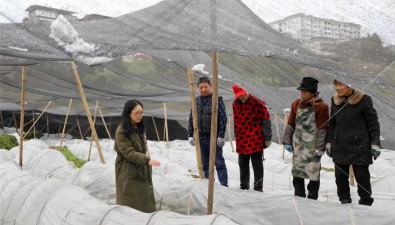 重庆云阳县：30亩羊肚菌大棚被大雪压垮？农技人员支招！