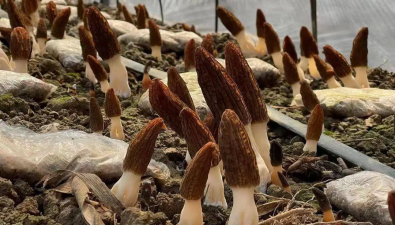 優秀食用菌經銷商集合！了解前沿趨勢、獲得大發展