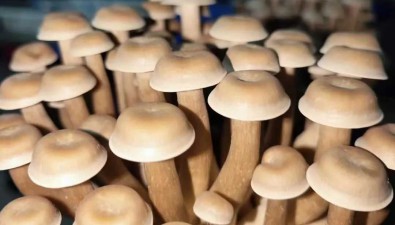 榮美農業：日產鮮菇約30噸，二期項目正在建設