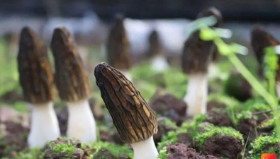 四川省成都市：利用魚塘種植羊肚菌 畝產超1100斤