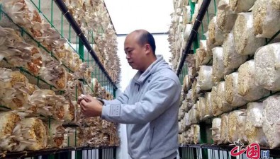 魏興西：返鄉(xiāng)創(chuàng)業(yè)種植食用菌，首批秀珍菇開采
