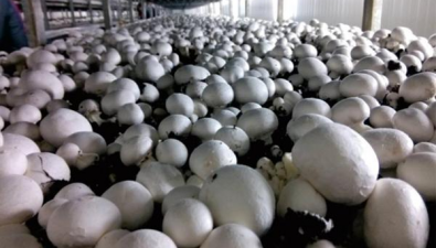 安徽利辛：“菌菇贷”为菌农撑起“致富伞”