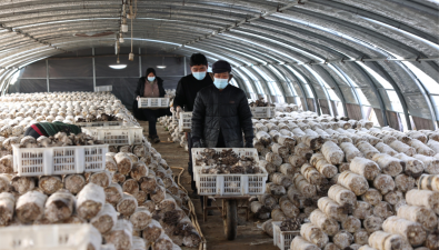 河北宁晋：不断完善菌菇产业链条，产值达10亿元