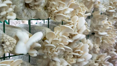山东淄博：“艾草蘑菇”成为食用菌市场新宠