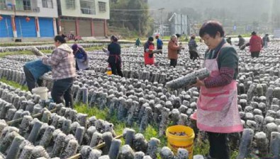 贵州印江：春日木耳采收忙