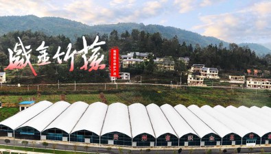 金蓀生物：活用技術，提高食用菌品質