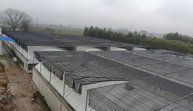 广西象州：村企合作菌棒厂今年元月投产