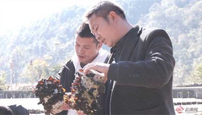 云南文山：黨員帶頭人種黑木耳闖出“致富路”